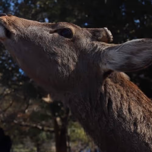 Untitled Collection #87687442