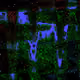 82240461049280201464944288529764808522465415890174268445436229223161333284865