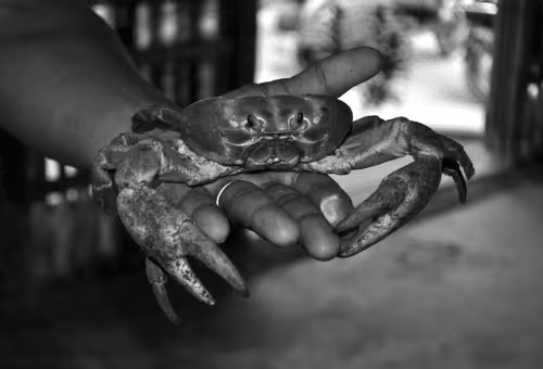 Item #109579018027133606473158902058456759875658318669045531735484408516322751676417 Media