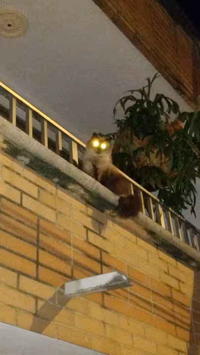 Item #99919245463887545819476313448562698312572216647108992358274107361022674206721 Media