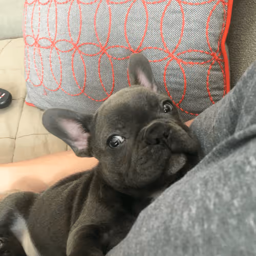 Item #99031261785432219130552668818269695456905868997165113515571762280768324239361 Media