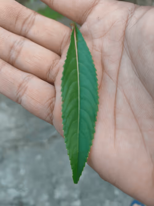 Item #31081804352330578596568685091517160537930858517835942894700270024097592770561 Media