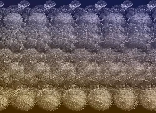 Item #24989702942326065116153480508525724290061186855920669131466917232842660380673 Media