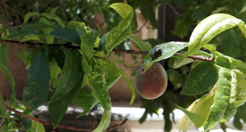 Item #71783453458607510737296471841867983382980629409983277105935523594717202743297 Media