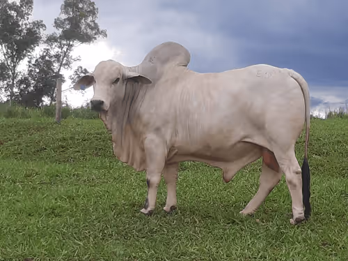 Item #99370033146722000726363769517899679256761764635991317482560493768653733363713 Media