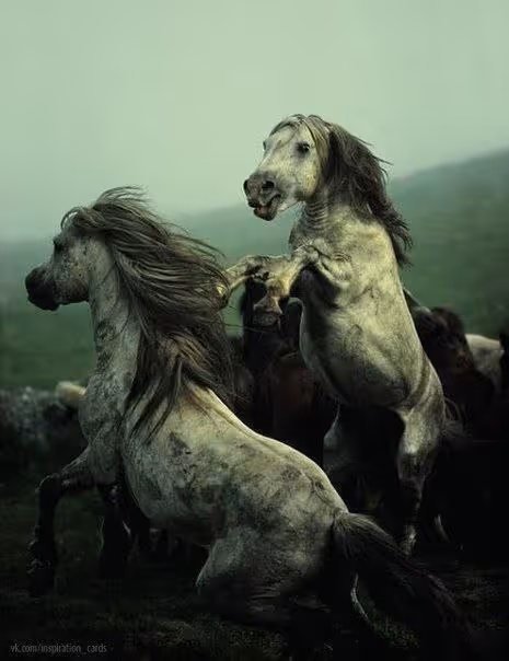 Item #2468119463308914702005443652102614178506533567319377457804557025161687072769 Media