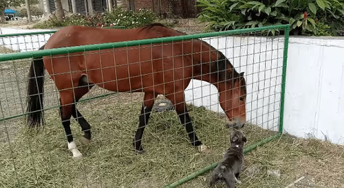 Item #32237202173720727343948986965561335091197107318394763909165930985804957483009 Media