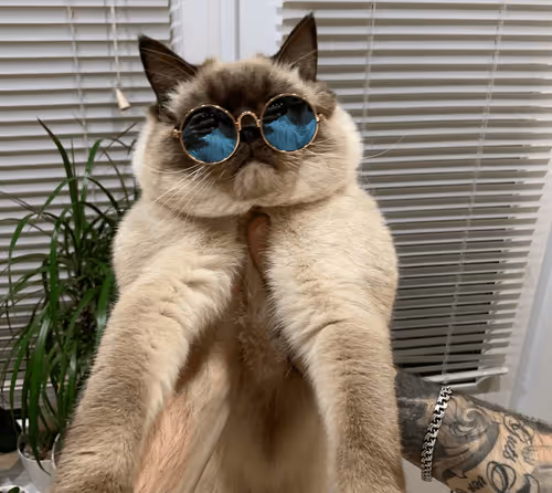 Untitled Collection #164481537