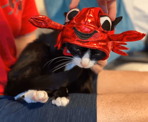 Untitled Collection #68141391