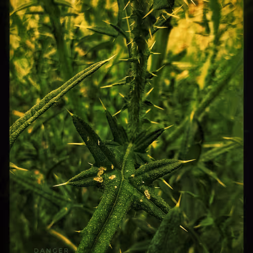 3787080761074609709675817509753112159059746763483256848434353912938663772161