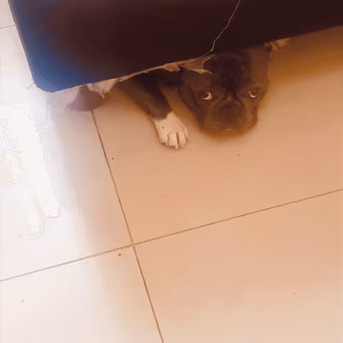 Item #32237202173720727343948986965561335091197107318394763909165930957217655160833 Media