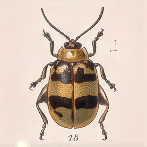 Item #58241160855422744817468407088196322100109565521561100950236904551929622822913 Media