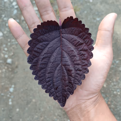 Item #31081804352330578596568685091517160537930858517835942894700270009803941609473 Media