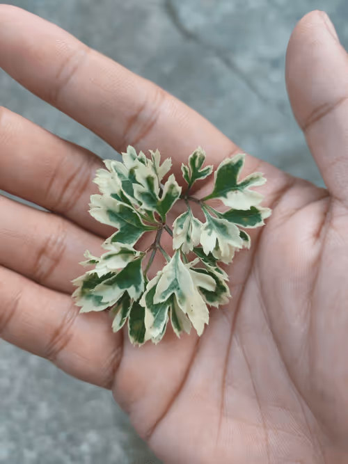 Item #31081804352330578596568685091517160537930858517835942894700270014201988120577 Media