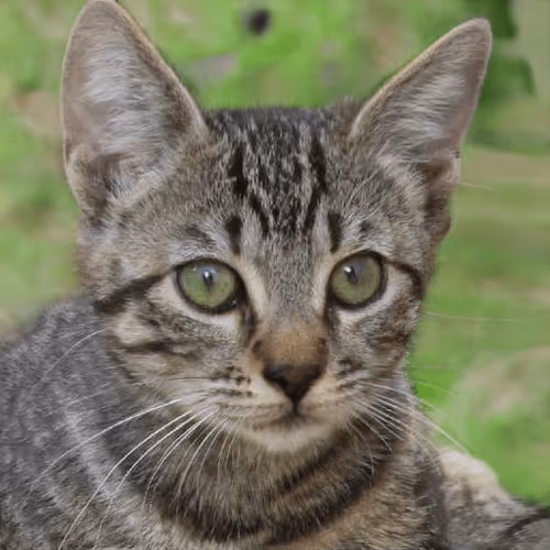 Item #106393158711752592444527764053332067386103257112262188176365273688250871971841 Media