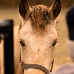 Blonde horse