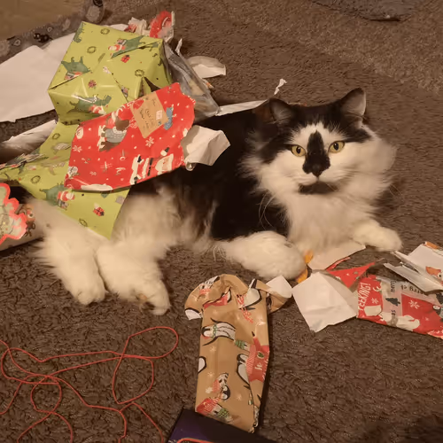 Item #13161020314009032005485822086301964352885579695205061807387255132199676018689 Media