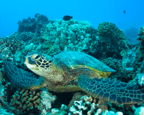 Item #34379386761280082433452716296174707800020114670384009610652004418349007110154 Media