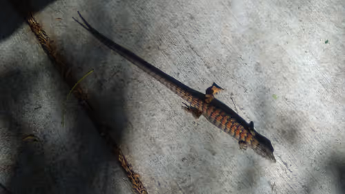 Item #41322400476976183489271531926067885441892787455507443433183053776817225728001 Media