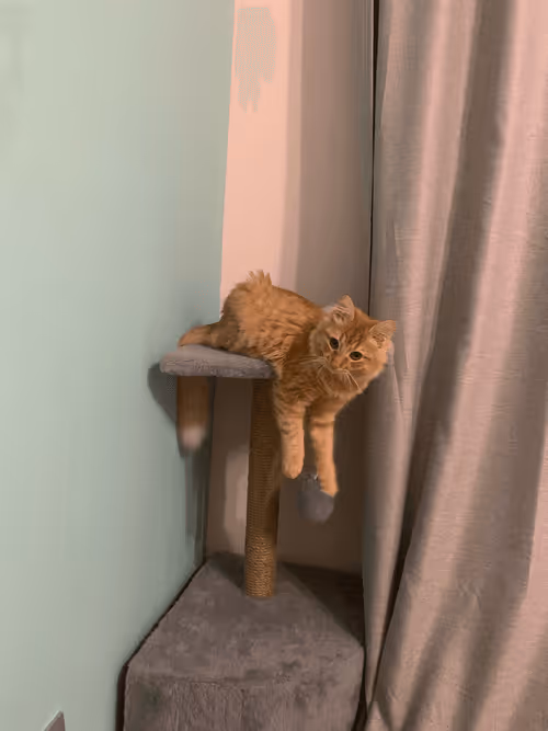 Item #42039913205685825126284801722072857085245062817790218601187825236372562640897 Media