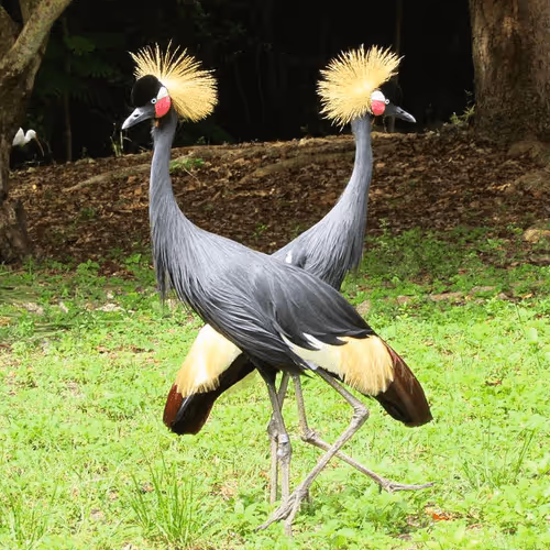 Item #108175385754913638577213036180834446424025282254093362741569171408150926983169 Media