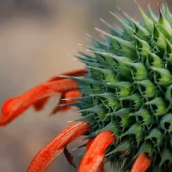 Spike in Beauty