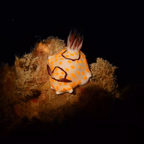 Underwater Unseen Thailand