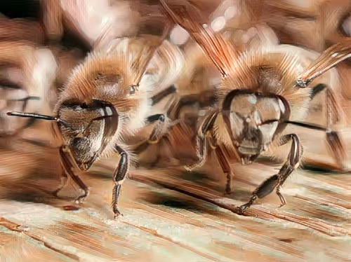 Item #101599579626109009666607068920778550362968334718480795982881728449575292764161 Media