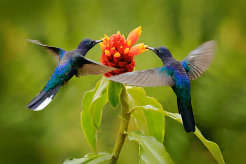 Item #25621925064279012681246301446131385931262547461970292834419122479478463266817 Media