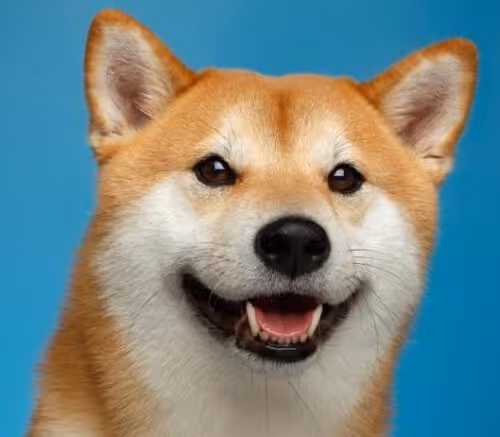 Untitled Collection #895444542