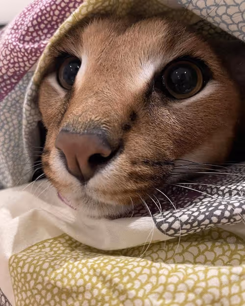 Item #85650510750019941535739105473061646298981630802236390331089999046786366308353 Media