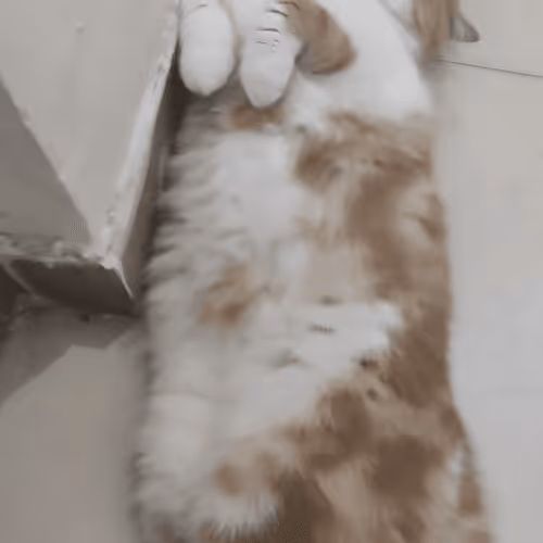 meow owh