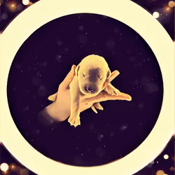 Yellow puppy