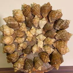 Snail Family