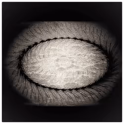 51470273785012029928071263703376802076967363660265322373392265794973016784921