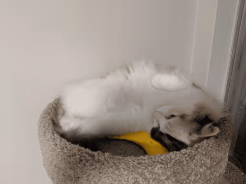 Item #103823190638075684652461829267274249161173063347509023641376403473429195390977 Media