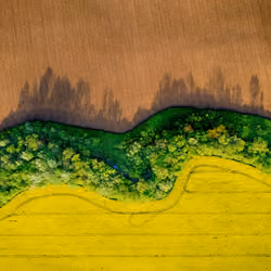Rapeseed field in Ukraine