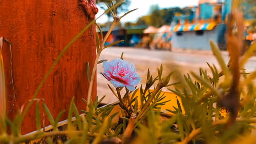 Untitled Collection #171758117