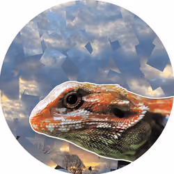 BeardieToken #1 (Rare)