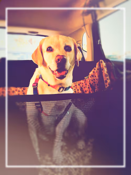 Item #23717691268860390421092059778351423278394515577450135489991204949503437176833 Media