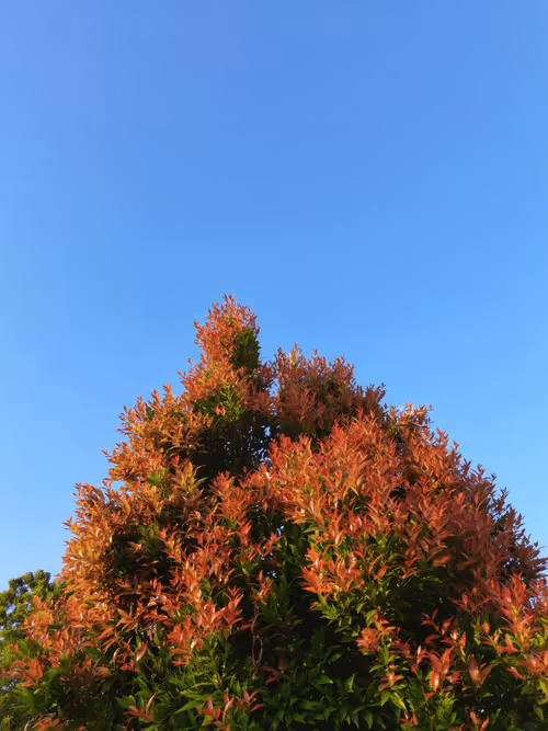 Item #78774018974347764357765192518377150739749637856503949941232678391885307314177 Media