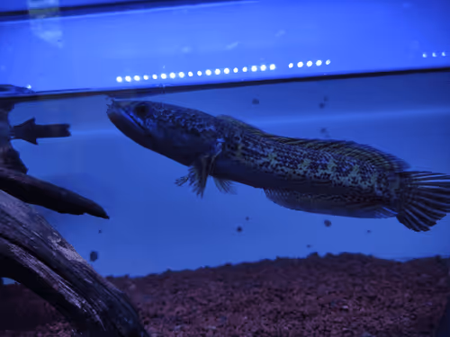 Item #15681989179774763029673654203068134633929054672442407370636937889091495657473 Media