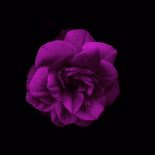 Pink Rose