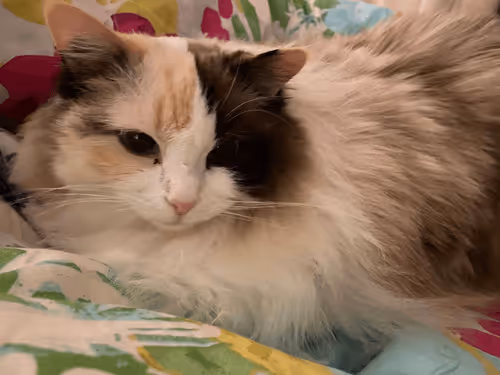 Item #103823190638075684652461829267274249161173063347509023641376403467931637252097 Media