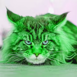 Cat Fluf #8