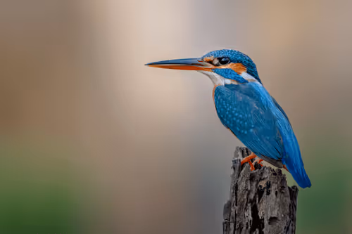 Item #61684684013370051227163866082320023750896296023852719411798081131419986296882 Media