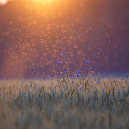 Item #8874138315545109850187425440264752860309614107716605274840158622794570006543 Media