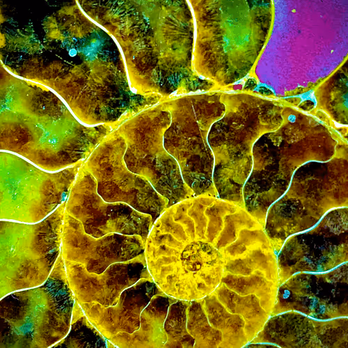 Psychedelic Snail