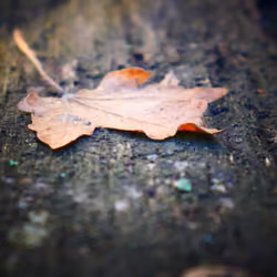 Mystic leaf