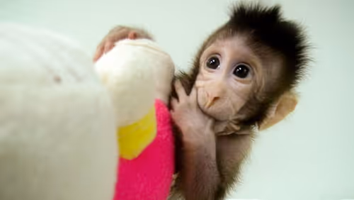 Item #4282364232798978131629478973210274134814280340710876791965107413952852131841 Media